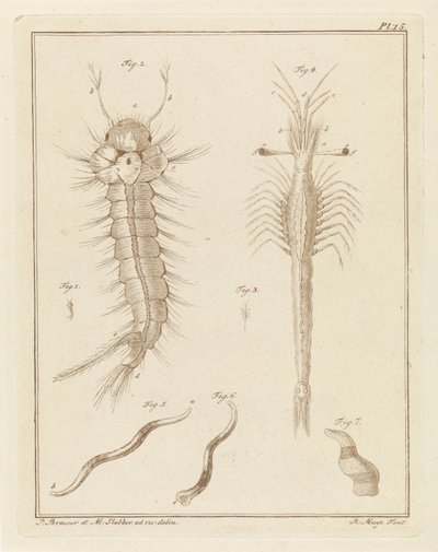 Moustique, trompette de Slabbers et un ver - Robbert Muys