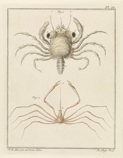 Crabe de plage et une espèce de crabe flèche - Robbert Muys