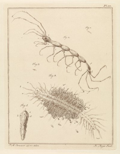 Petit tuberculeux et un ver de brosse - Robbert Muys