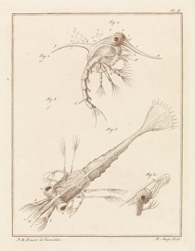Deux stades de développement de la larve de crabe de plage - Robbert Muys