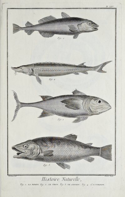 Morue, thon, saumon et esturgeon, illustration du 