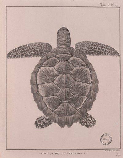 Tortue de la mer Rouge, illustration de 