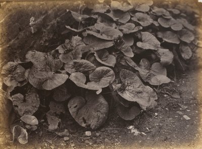Étude de plantes, années 1860 (photo) - Robert Burrows