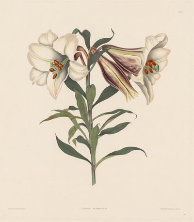 Une sélection de plantes hexandriennes, appartenant à l