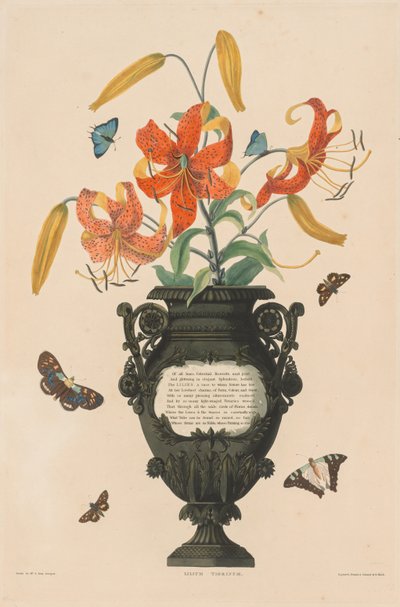 Une sélection de plantes hexandres, appartenant à l