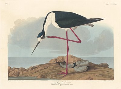 Avocette élégante, 1836 - Robert Havell