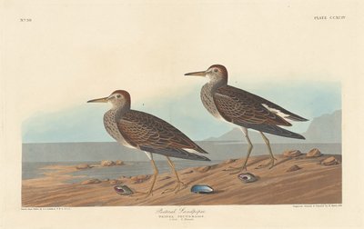 Bécasseau à poitrine cendrée, 1836 - Robert Havell