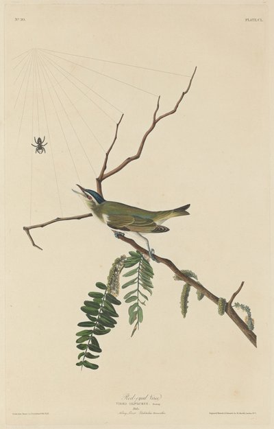 Viréo aux yeux rouges, 1832 - Robert Havell