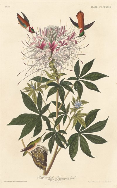 Colibri à cou roux - Robert Havell