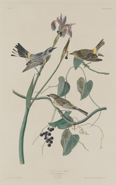 Paruline à couronne jaune, 1832 - Robert Havell