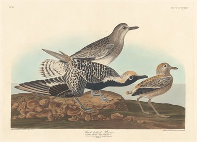 Pluvier à ventre noir - Robert Havell after John James Audubon