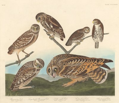 Chouette des terriers, grande chouette des terriers et petite chouette nocturne - Robert Havell after John James Audubon