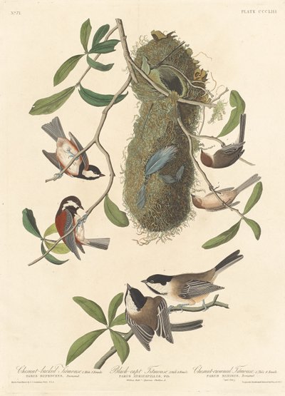 Mésange à dos marron, mésange à tête noire et mésange à couronne marron - Robert Havell after John James Audubon
