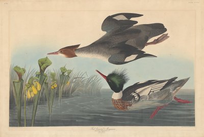 Harle huppé - Robert Havell after John James Audubon
