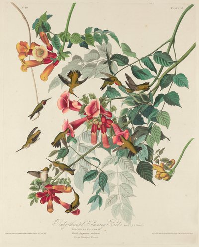 Colibri à gorge rubis - Robert Havell after John James Audubon