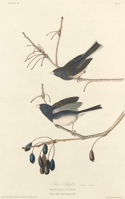 Plectrophane des Neiges - Robert Havell after John James Audubon