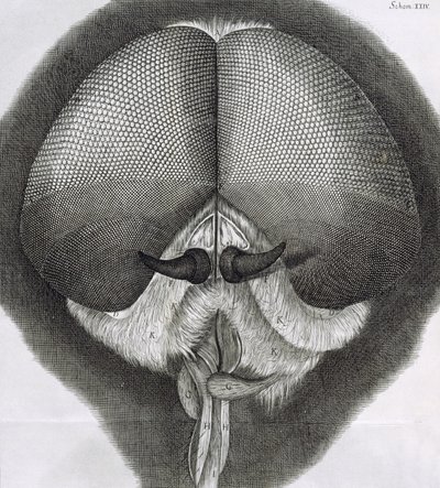 Mouche grise, observation XXXIX de la Micrographia de Hooke, 1664 - Robert Hooke