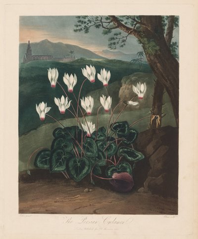 Le Temple de Flora, ou Jardin de la Nature : Le Cyclamen persan, 1799-1807 - Robert John Thornton