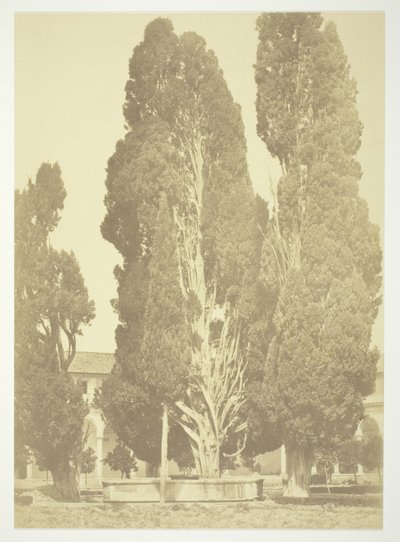 Sans titre (Arbres à Rome) - Robert MacPherson