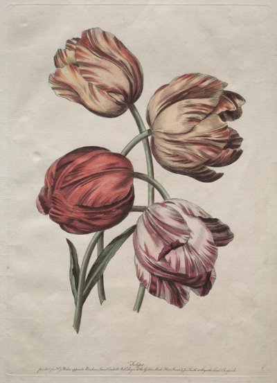 Huit beaux groupes de fleurs naturelles en contours par de la Cour : Tulipes, vers 1770 - Robert Sayer