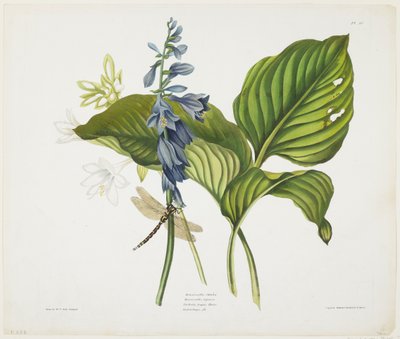 Hostas communs et libellule anglaise - Robert the Younger Havell