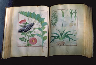 Ms Fr. Fv VI #1 Deux pages représentant Rose et Ail, du Livre des simples médecines par Mattheus Platearius (décédé vers 1161) vers 1470 - Robinet Testard