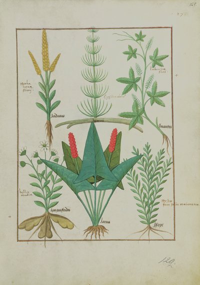 Ms Fr. Fv VI #1 fol.125r Rangée du haut : Maïs, Equisetum et Labruscae flos. Rangée du bas : Marguerite, Jarus et Marjolaine, illustration de Le Livre Simple des Médicaments, par Mattheaus Platearius (d.c.1161) vers 1470 - Robinet Testard