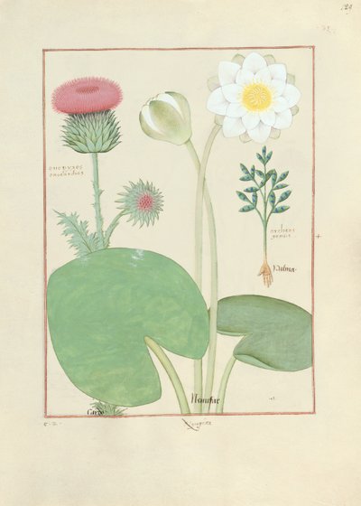 Chardon plumeux, nénuphar et ricin, illustration de 