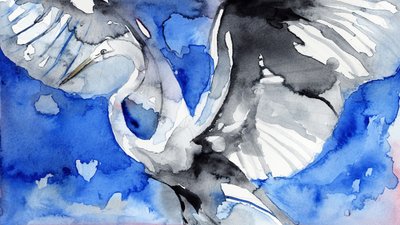 Héron bleu en vol - RodMacIver