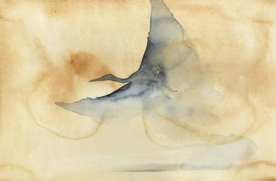 Un oiseau éthéré planant dans les airs - RodMacIver