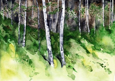 Une forêt de bouleaux baignée de soleil - RodMacIver