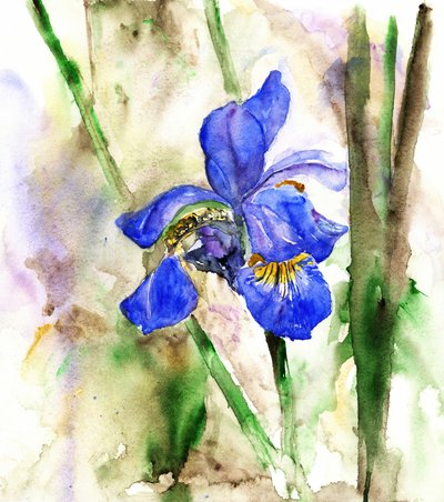 Iris bleu vif - RodMacIver