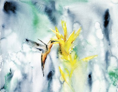 Fleur éclatante du colibri - RodMacIver