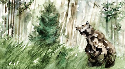 Ours des forêts sauvages - RodMacIver