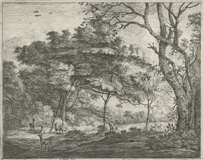 Cerfs dans la forêt de La Haye - Roelant Roghman