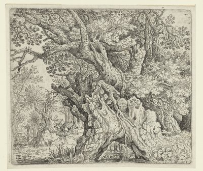 Arbres noueux près de l