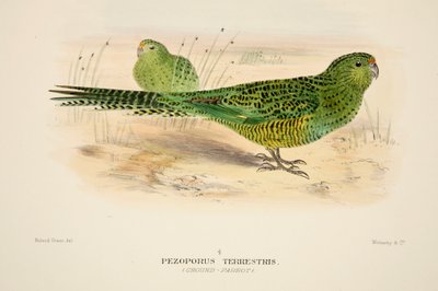 Perroquet terrestre, gravure colorée à la main - Roland Green