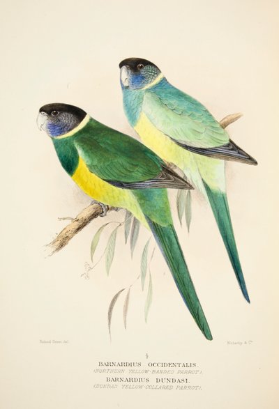 Perroquet à collier jaune du Nord et perroquet à collier jaune de Dundas, pub. 1916, gravure colorée à la main - Roland Green