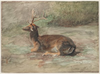 Cerf couché, seconde moitié du XIXe siècle (aquarelle et gouache sur graphite) - Rosa Bonheur