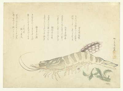 Écrevisse et seiche - Ryuryukyo Shinsai