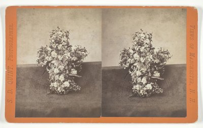 Sans titre [hommage floral en forme de croix], milieu du 19e siècle - S.D. Quint