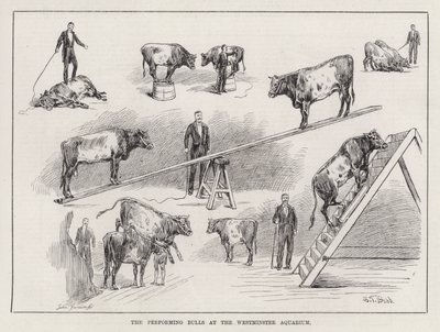 Les taureaux performants à l