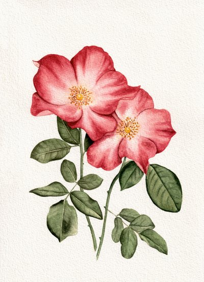 Roses roses botaniques - Salome