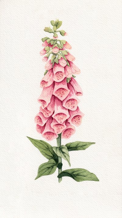 Délicate digitale rose - Salome