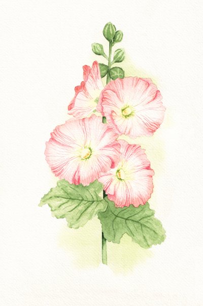 Aquarelle de roses trémières - Salome