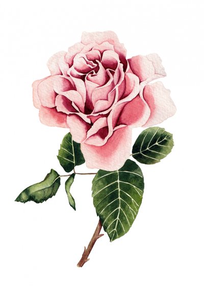Aquarelle « Rose rose » - Salome