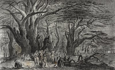 Vieux cèdres du Liban à Tyr, Liban, lithographie de Salvatore Puglia de Poliorama Pittoresco, n 25, 28 janvier - Salvatore Puglia
