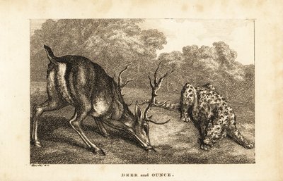 Rencontre entre un cerf, Cervus elaphus, et une panthère des neiges, Panthera uncia - Samuel (after) Howitt