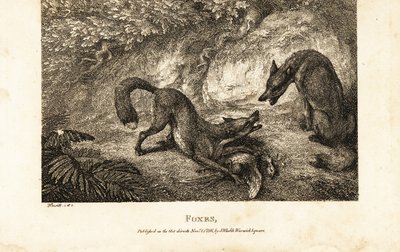 Renard avec une volaille morte se battant contre un autre renard - Samuel (after) Howitt