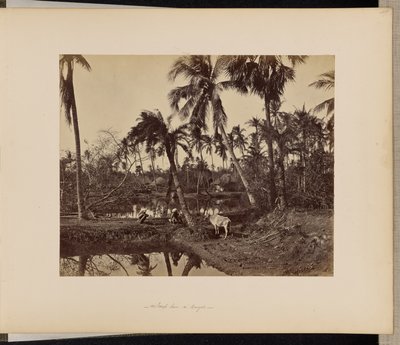 Calcutta ; Scènes rustiques et vie rurale au Bengale - Samuel Bourne